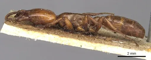 Dorylus fulvus specimen CASENT0901953 image casent0901953_3