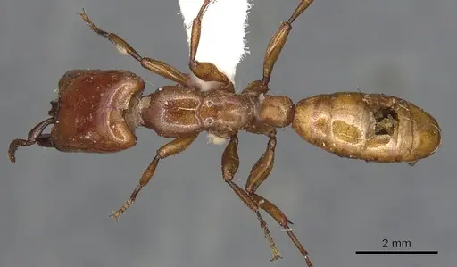 Dorylus fulvus specimen CASENT0901954 image casent0901954_1