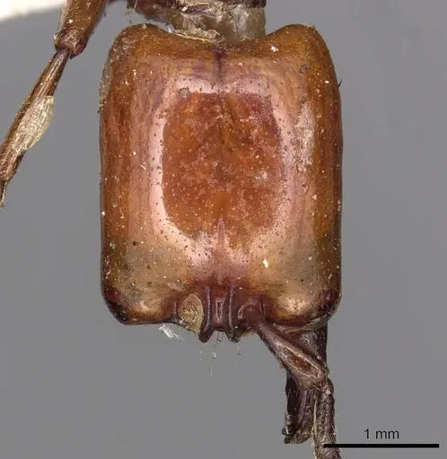 Dorylus fulvus specimen CASENT0901954 image casent0901954_2