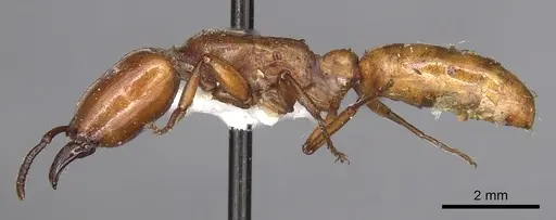 Dorylus fulvus specimen CASENT0901954 image casent0901954_3