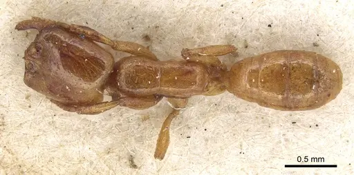Dorylus fulvus specimen CASENT0901955 image casent0901955_1