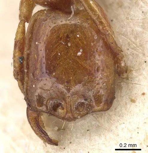 Dorylus fulvus specimen CASENT0901955 image casent0901955_2