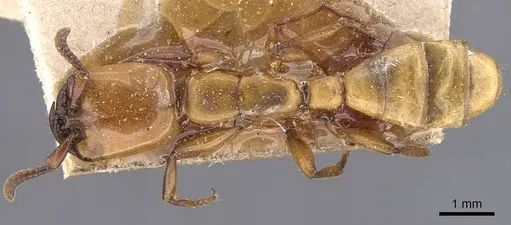 Dorylus fulvus specimen CASENT0905928 image casent0905928_1
