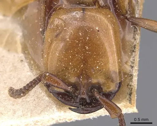 Dorylus fulvus specimen CASENT0905928 image casent0905928_2
