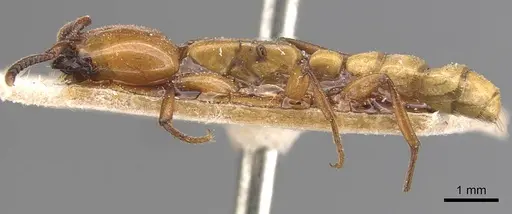 Dorylus fulvus specimen CASENT0905928 image casent0905928_3