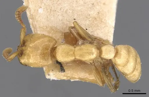 Dorylus fulvus specimen CASENT0905929 image casent0905929_1