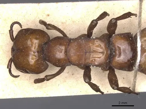 Dorylus fulvus specimen CASENT0911354 image casent0911354_2