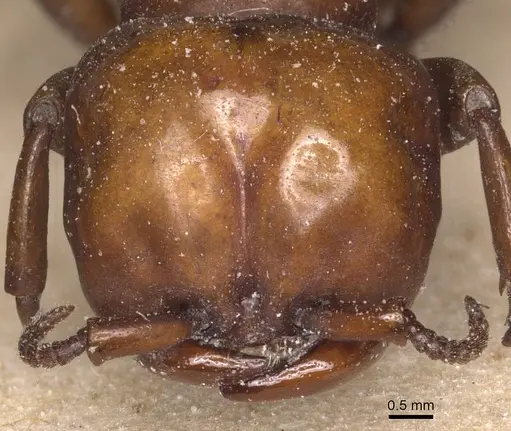 Dorylus fulvus specimen CASENT0911354 image casent0911354_3