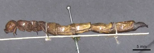 Dorylus fulvus specimen CASENT0911354 image casent0911354_4