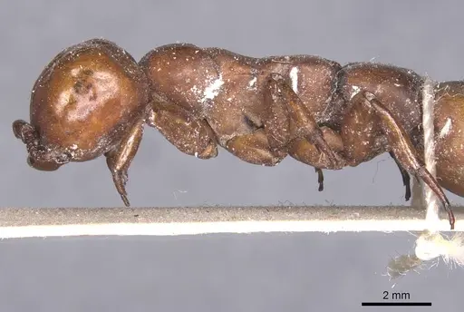Dorylus fulvus specimen CASENT0911354 image casent0911354_5