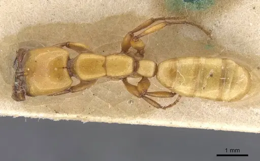 Dorylus fulvus specimen CASENT0911355 image casent0911355_1