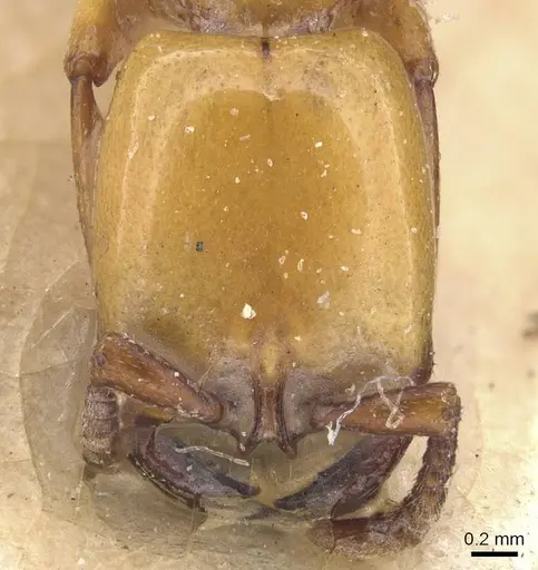 Dorylus fulvus specimen CASENT0911355 image casent0911355_2