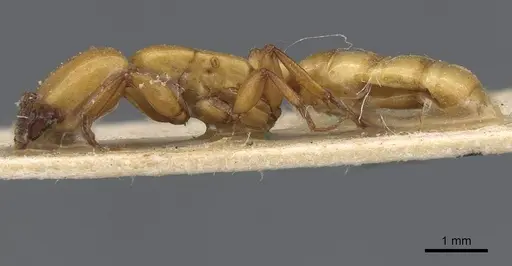 Dorylus fulvus specimen CASENT0911355 image casent0911355_3