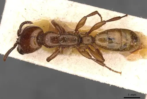Dorylus fulvus specimen CASENT0911356 image casent0911356_1