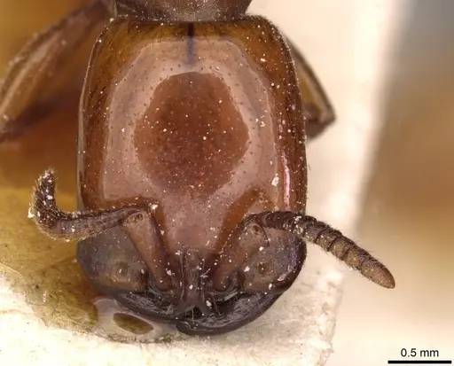 Dorylus fulvus specimen CASENT0911356 image casent0911356_2