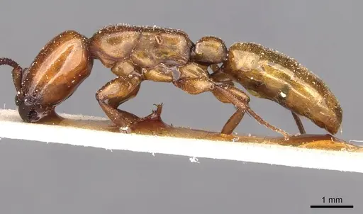 Dorylus fulvus specimen CASENT0911356 image casent0911356_3