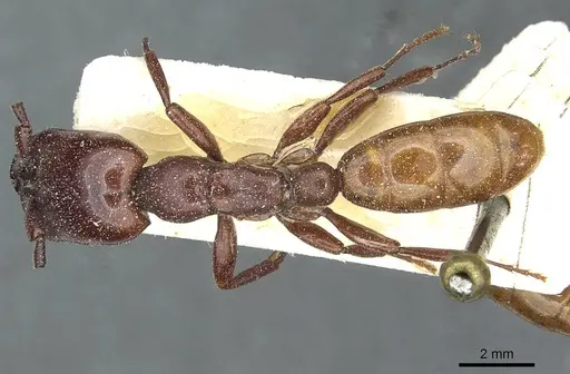 Dorylus fulvus specimen CASENT0911357 image casent0911357_1