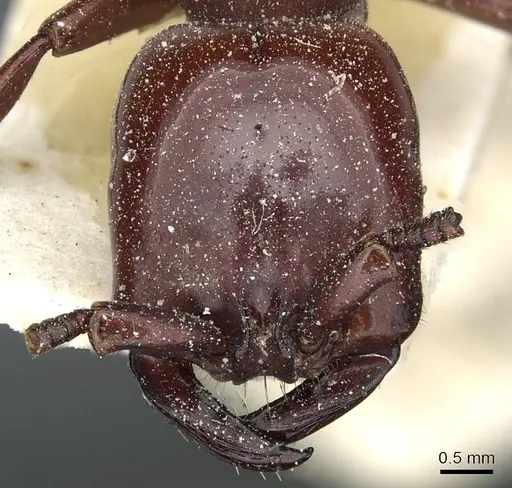 Dorylus fulvus specimen CASENT0911357 image casent0911357_2