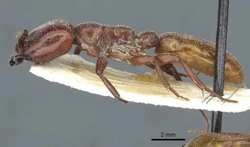 Dorylus fulvus specimen CASENT0911357 image casent0911357_3