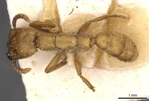 Dorylus fulvus specimen CASENT0911358 image casent0911358_1