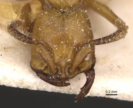 Dorylus fulvus specimen CASENT0911358 image casent0911358_2