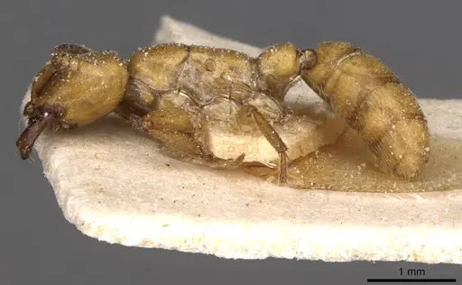 Dorylus fulvus specimen CASENT0911358 image casent0911358_3