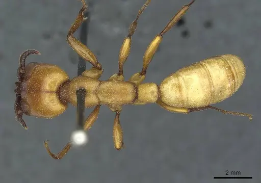 Dorylus fulvus specimen CASENT0911359 image casent0911359_1