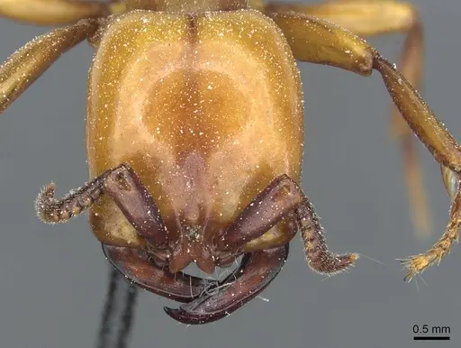 Dorylus fulvus specimen CASENT0911359 image casent0911359_2