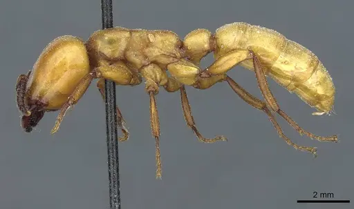 Dorylus fulvus specimen CASENT0911359 image casent0911359_3