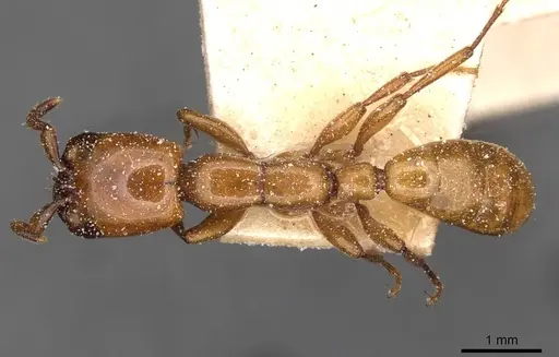 Dorylus fulvus specimen CASENT0911360 image casent0911360_1