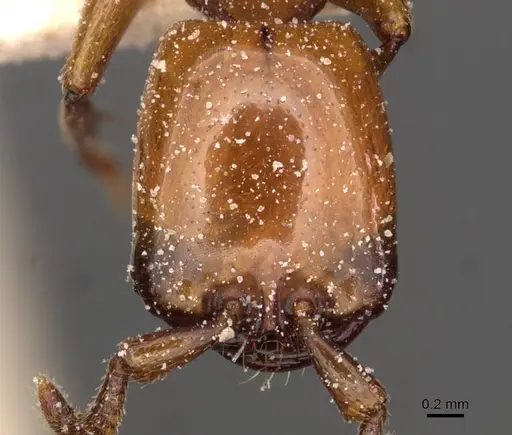 Dorylus fulvus specimen CASENT0911360 image casent0911360_2
