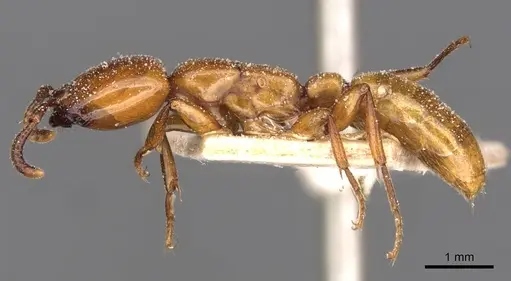 Dorylus fulvus specimen CASENT0911360 image casent0911360_3