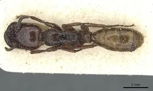 Dorylus fulvus specimen CASENT0911361 image casent0911361_1