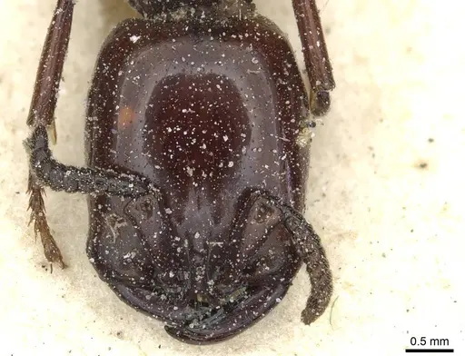 Dorylus fulvus specimen CASENT0911361 image casent0911361_2