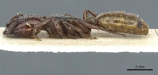 Dorylus fulvus specimen CASENT0911361 image casent0911361_3