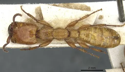 Dorylus fulvus specimen CASENT0911362 image casent0911362_1