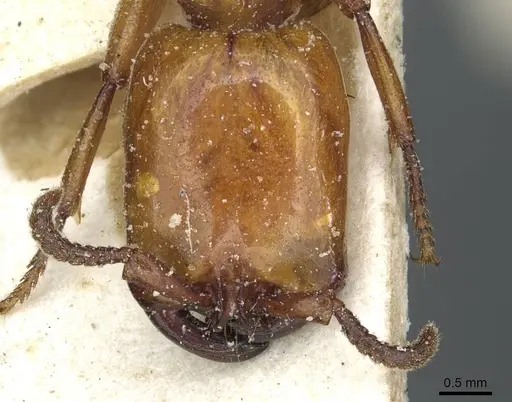 Dorylus fulvus specimen CASENT0911362 image casent0911362_2