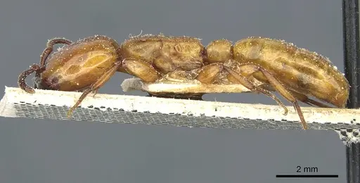 Dorylus fulvus specimen CASENT0911362 image casent0911362_3