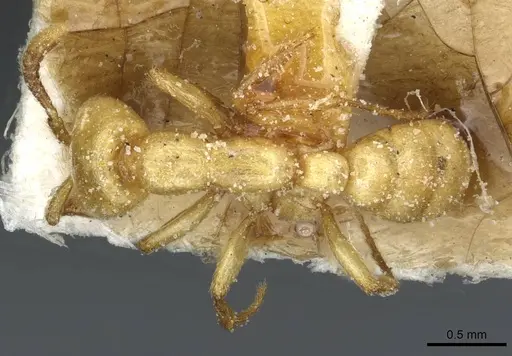 Dorylus fulvus specimen CASENT0911363 image casent0911363_1