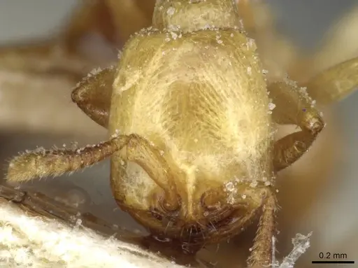 Dorylus fulvus specimen CASENT0911363 image casent0911363_2