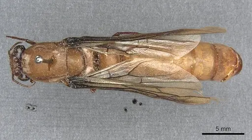 Dorylus fulvus specimen CASENT0911364 image casent0911364_1