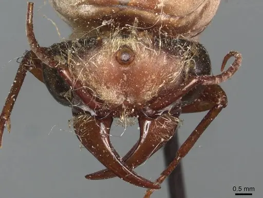 Dorylus fulvus specimen CASENT0911364 image casent0911364_2