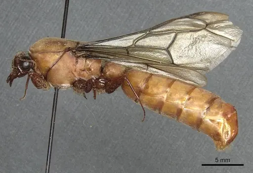 Dorylus fulvus specimen CASENT0911364 image casent0911364_3