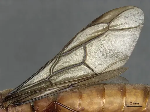 Dorylus fulvus specimen CASENT0911364 image casent0911364_4