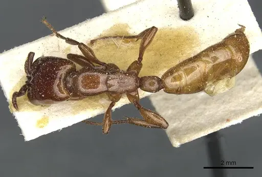 Dorylus fulvus specimen CASENT0911365 image casent0911365_1