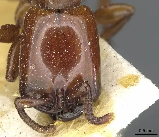 Dorylus fulvus specimen CASENT0911365 image casent0911365_2
