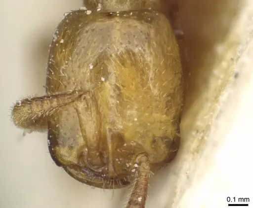 Dorylus fulvus specimen CASENT0911366 image casent0911366_2