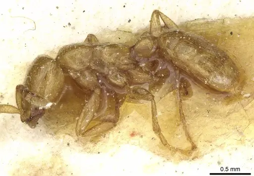 Dorylus fulvus specimen CASENT0911366 image casent0911366_3