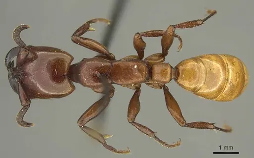 Dorylus fulvus specimen CASENT0915643 image casent0915643_1