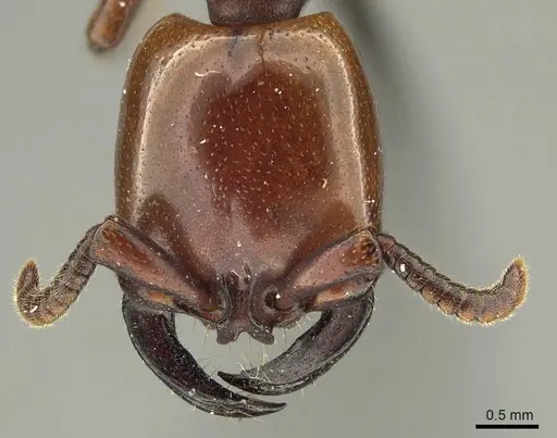 Dorylus fulvus specimen CASENT0915643 image casent0915643_2